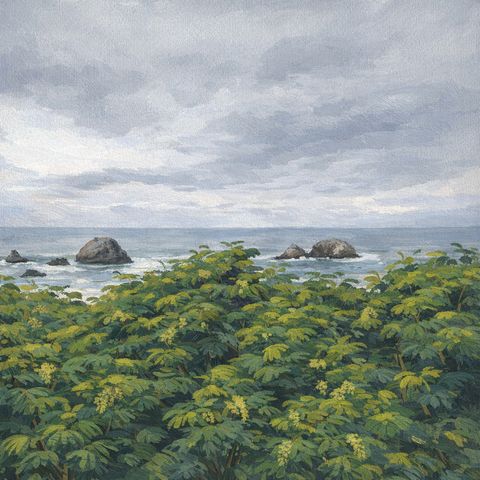 Coastal Overlook